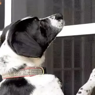 PetScreen© Product Image